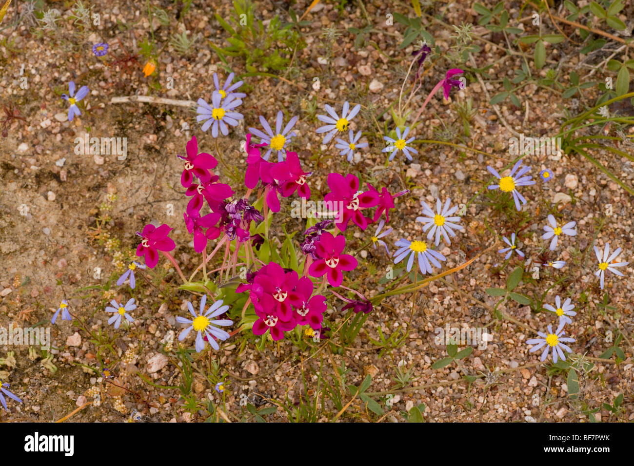 A dwarf magenta iris-relative, Lapeirousia silenioides, South Africa