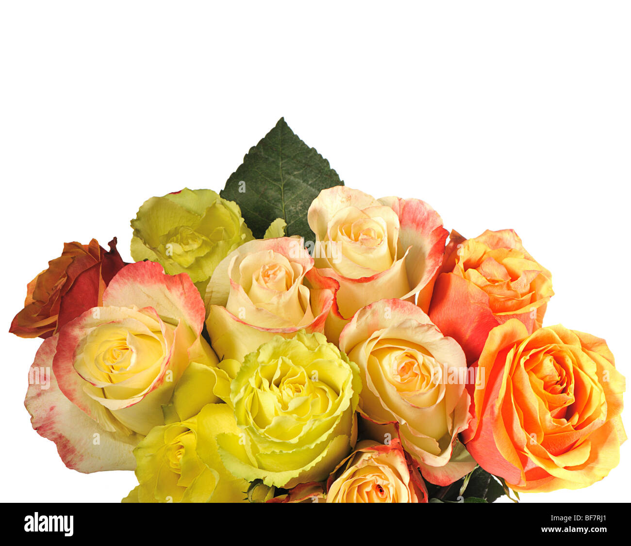 Bouquet of roses it is isolated on a white background. Roses of ...