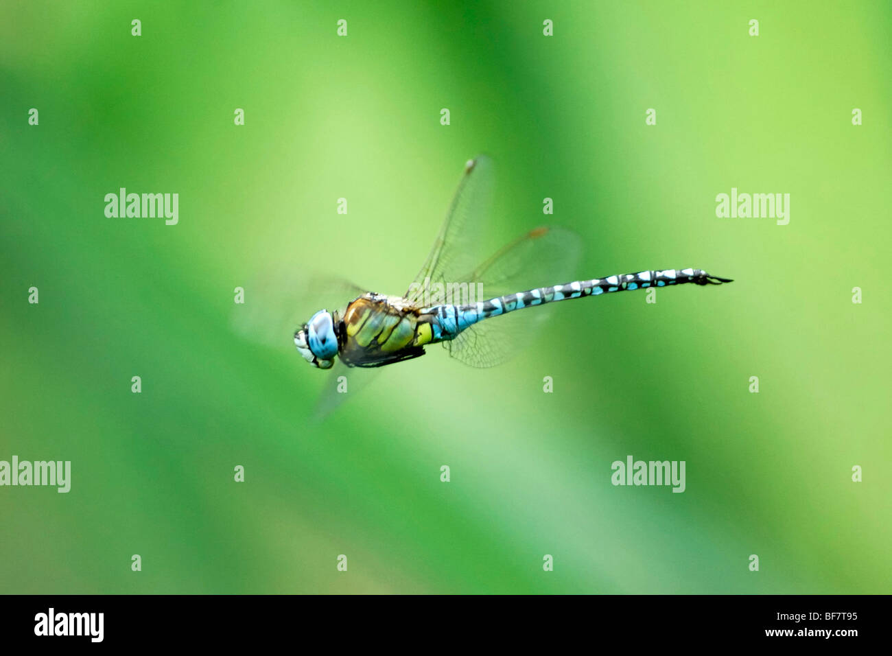 Aeschna Affinis dragonfly in flight Stock Photo