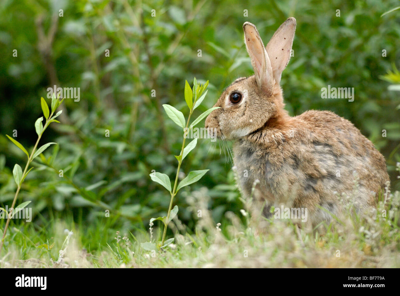 Breeding rabbit hires stock photography and images Alamy