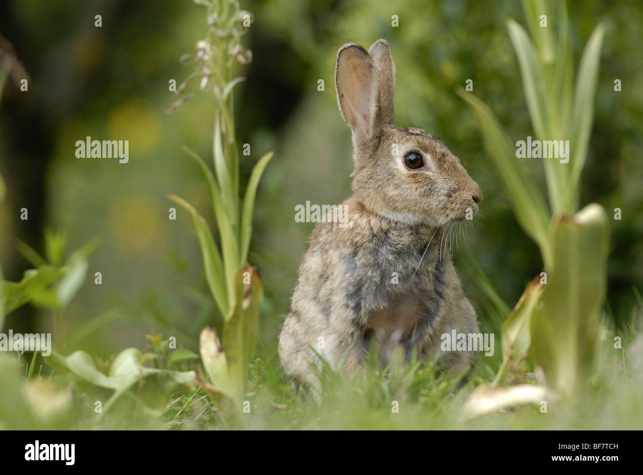 Breeding rabbit hi-res stock photography and images - Alamy