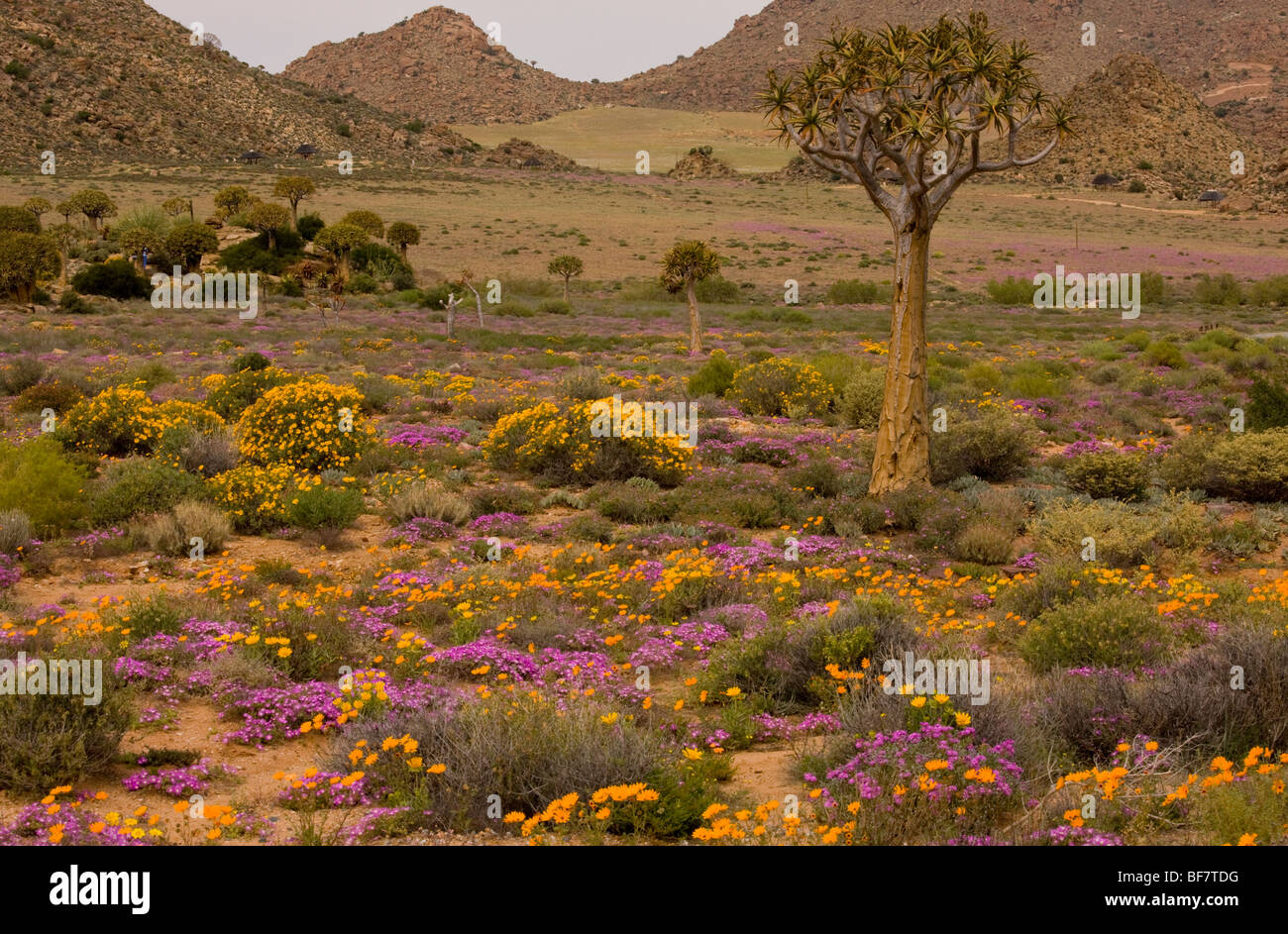 desert in flower in Namaqualand: Quiver tree Aloe dichotoma, orange daisies Tripteris hyoseroides and pink mesembs Drosanthemum Stock Photo