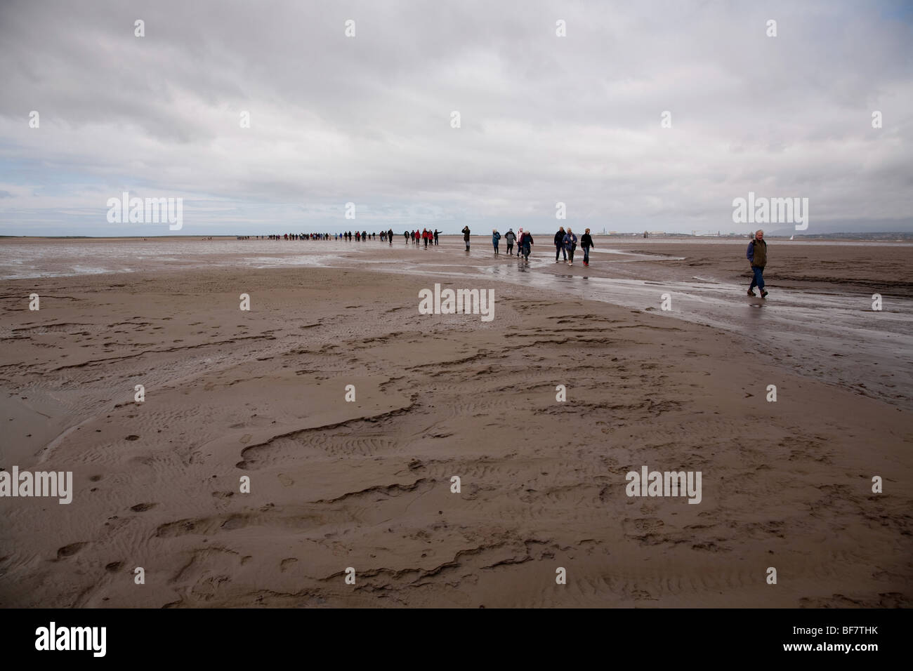 A guided walk from Walney Island to Piel Island across the sands. Stock Photo