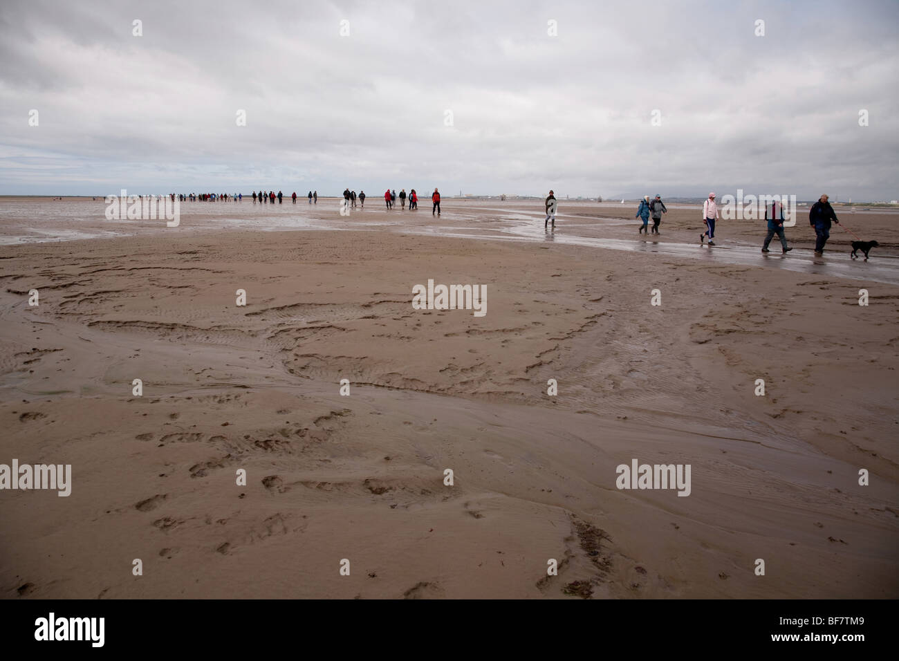 A guided walk from Walney Island to Piel Island across the sands Stock