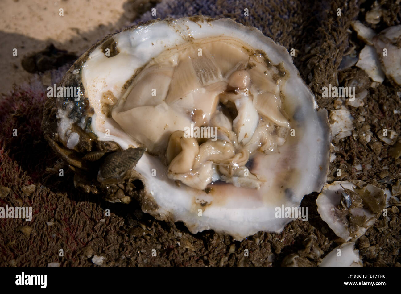Chesapeake bay oysters, Maryland Stock Photo