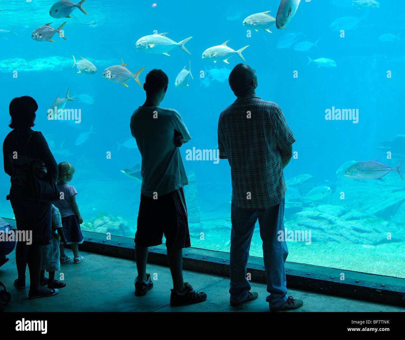 South Africa, Durban the aquarium Stock Photo Alamy