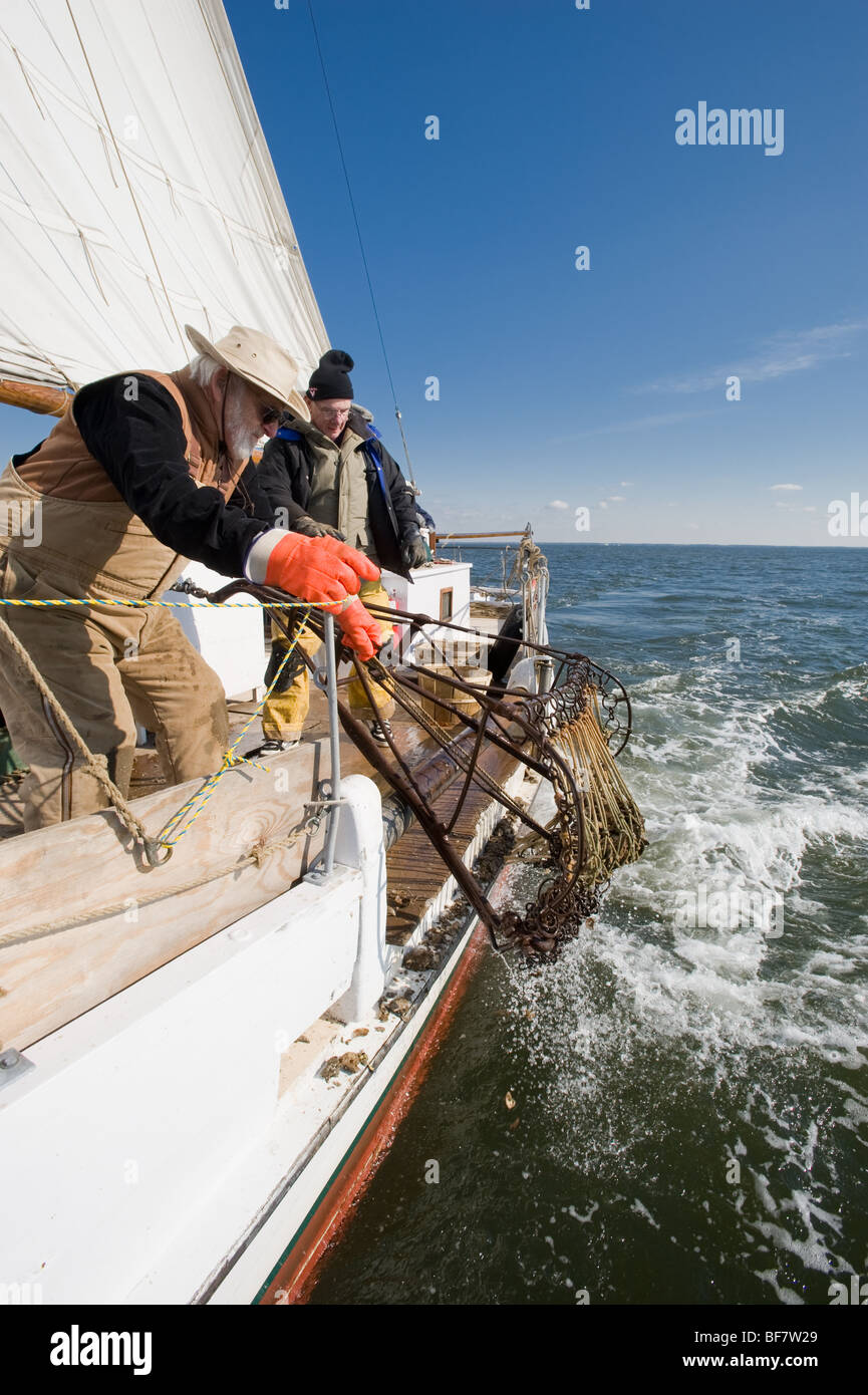 Dredging oysters on the Skipjack Martha Lewis Stock Photo Alamy
