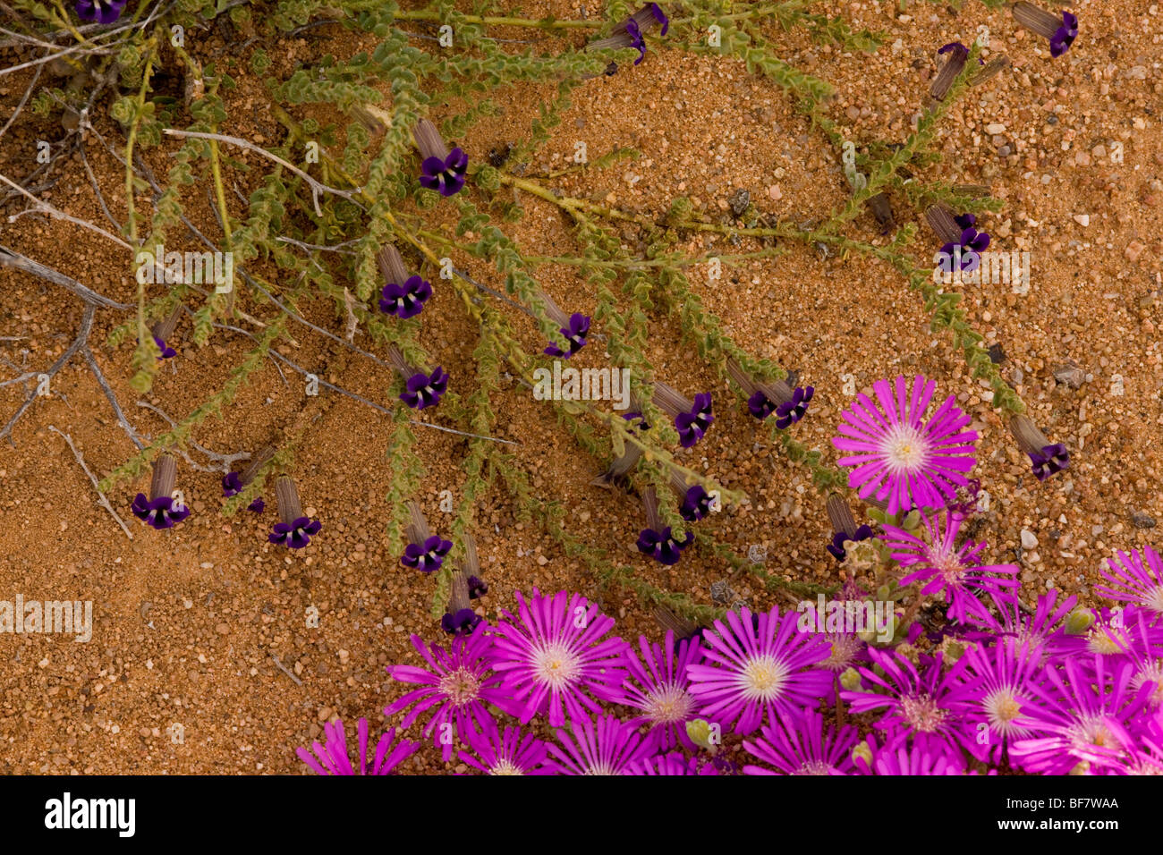 Peliostomum virgatum (karoo violet family) with a magenta mesemb Drosanthemum hispidum; Namaqua desert, South Africa Stock Photo