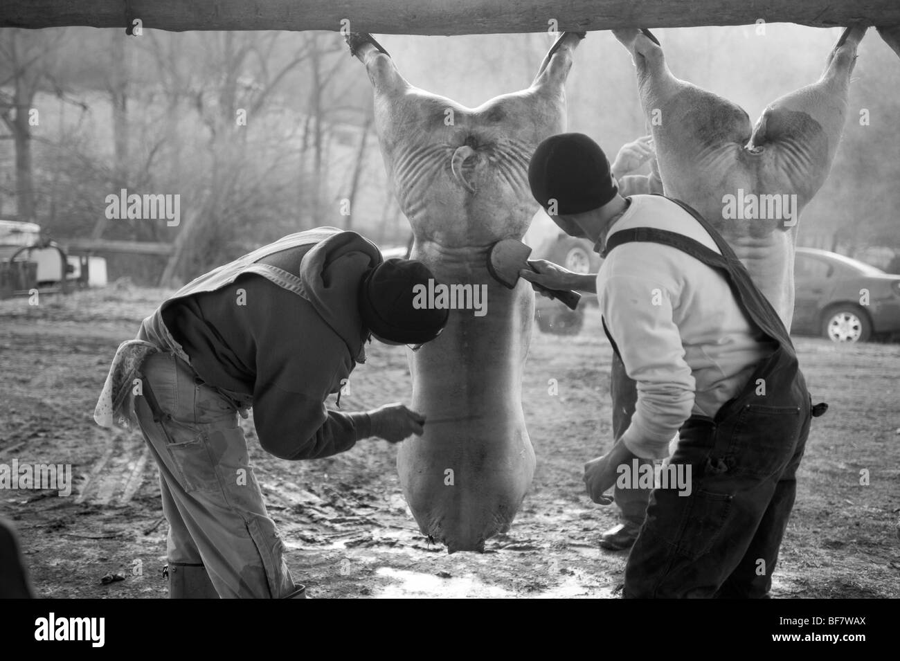 Backyard family hog butchering on farm Stock Photo Alamy