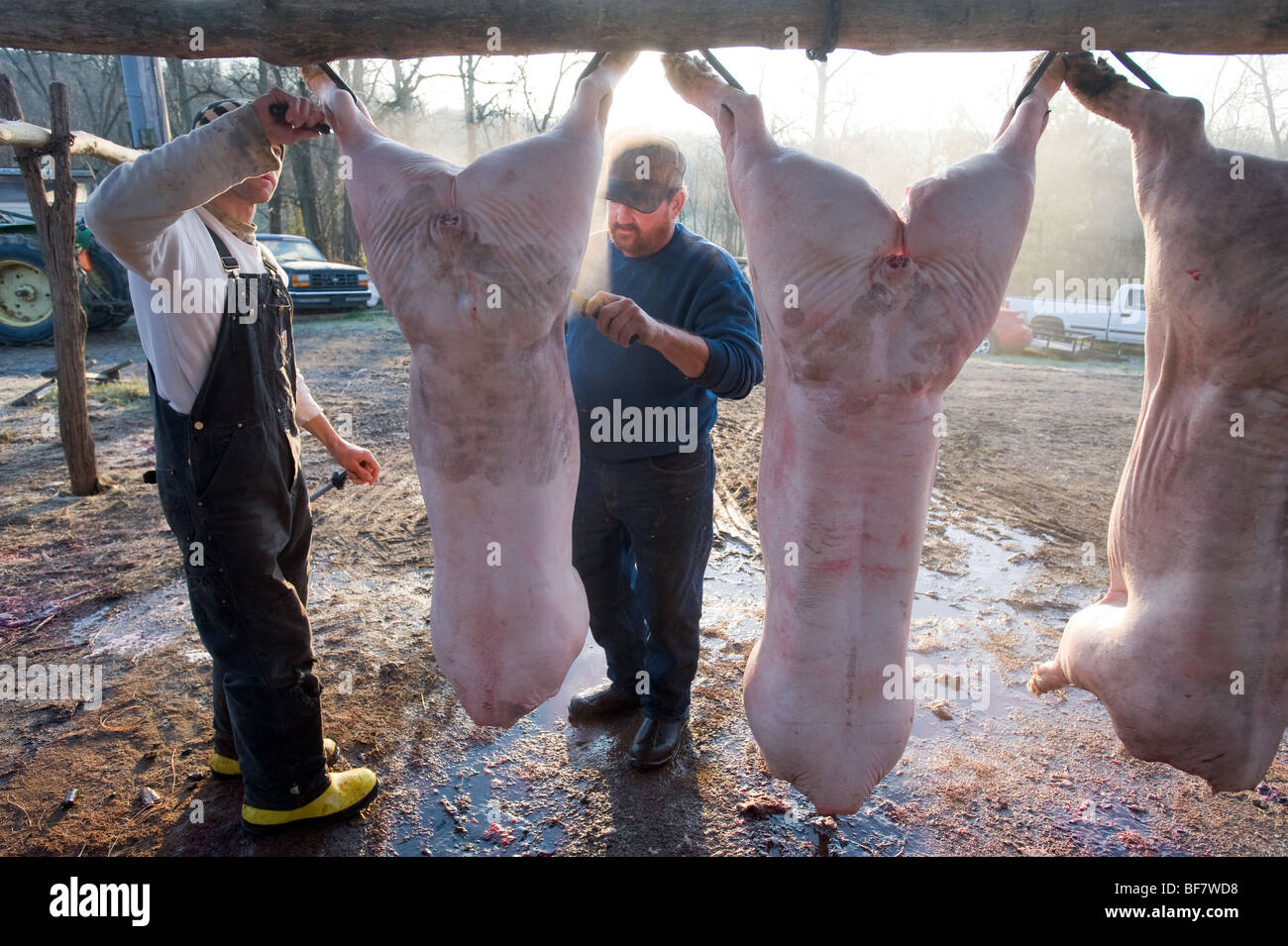 Butchering swine hi-res stock photography and images - Alamy