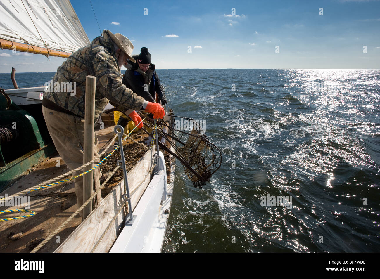 dredging oysters in Chesapeake bay on skipjack martha lewis Stock Photo