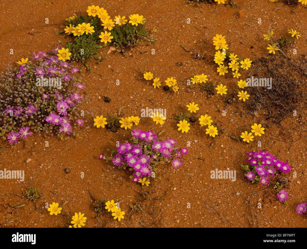 Gazania lichtensteinii with pink Drosanthemum hispidum, Namaqualand, South Africa Stock Photo