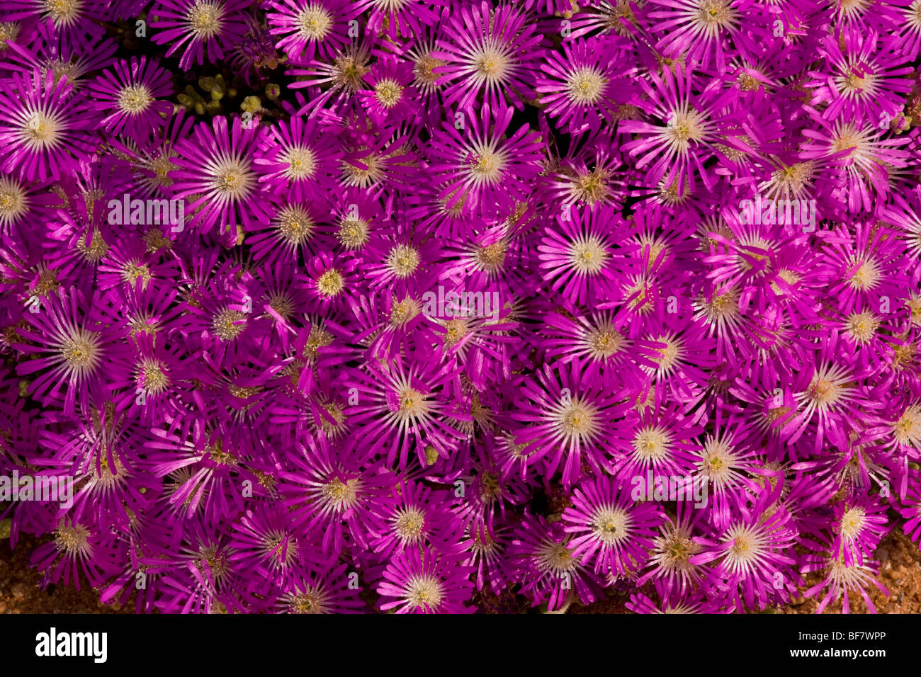 The flowers of a mesemb Drosanthemum hispidum in Namaqualand, South Africa Stock Photo