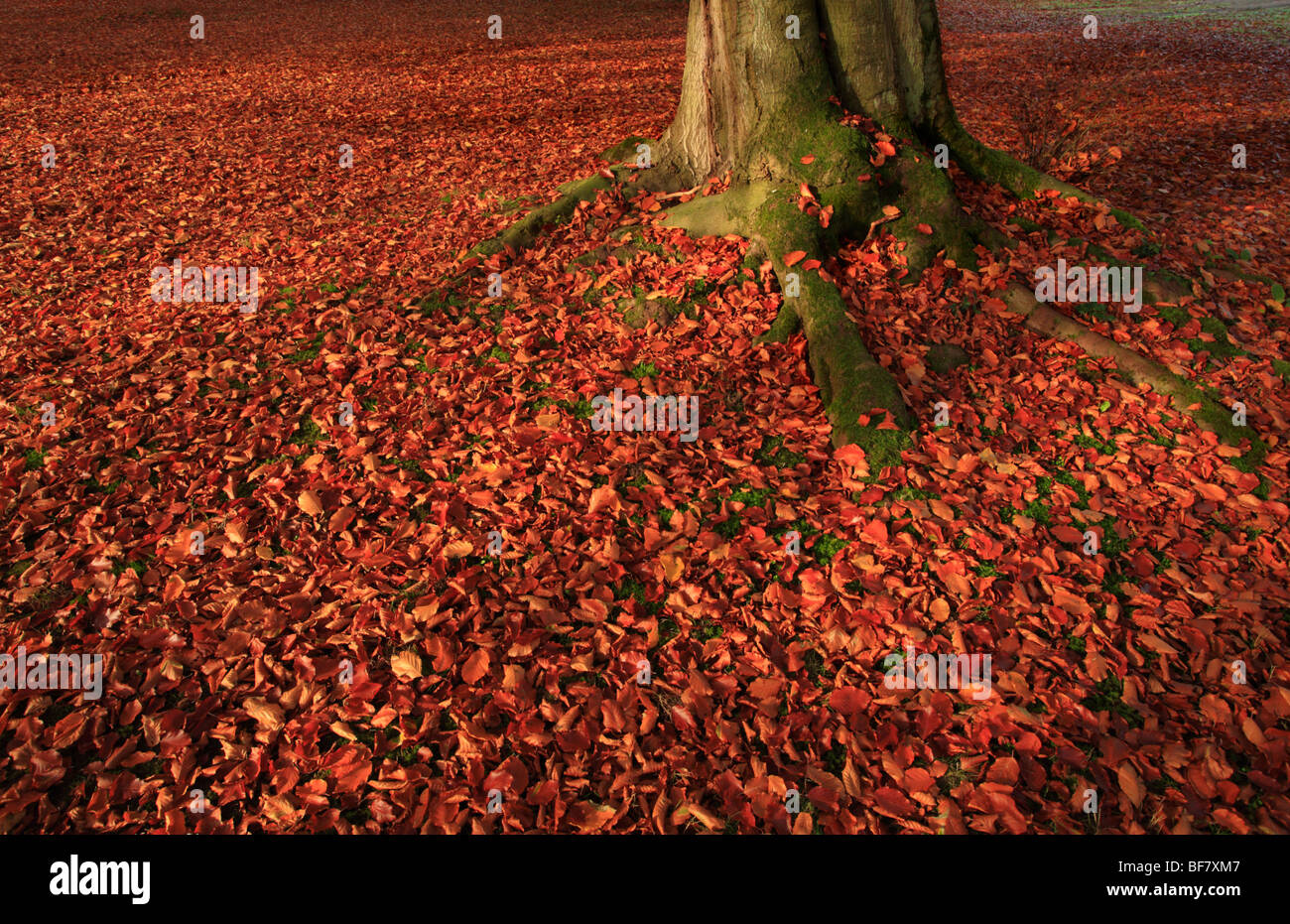 The trunk of a beech tree in Autumn with a carpet of red leaves. Stock Photo