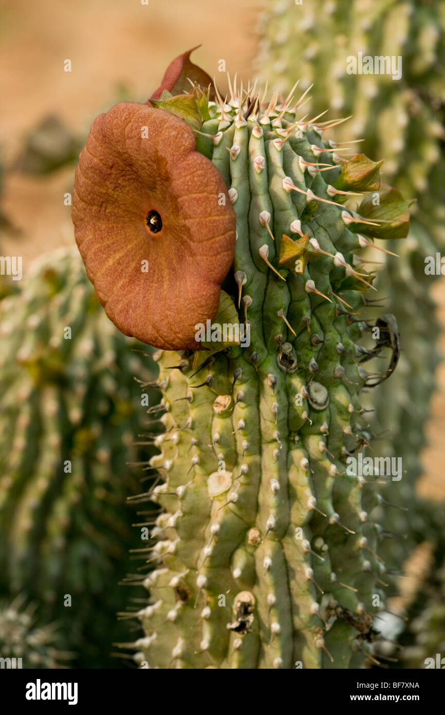 Hoodia juttae, an asclepiad from Namaqualand, South Africa Stock Photo