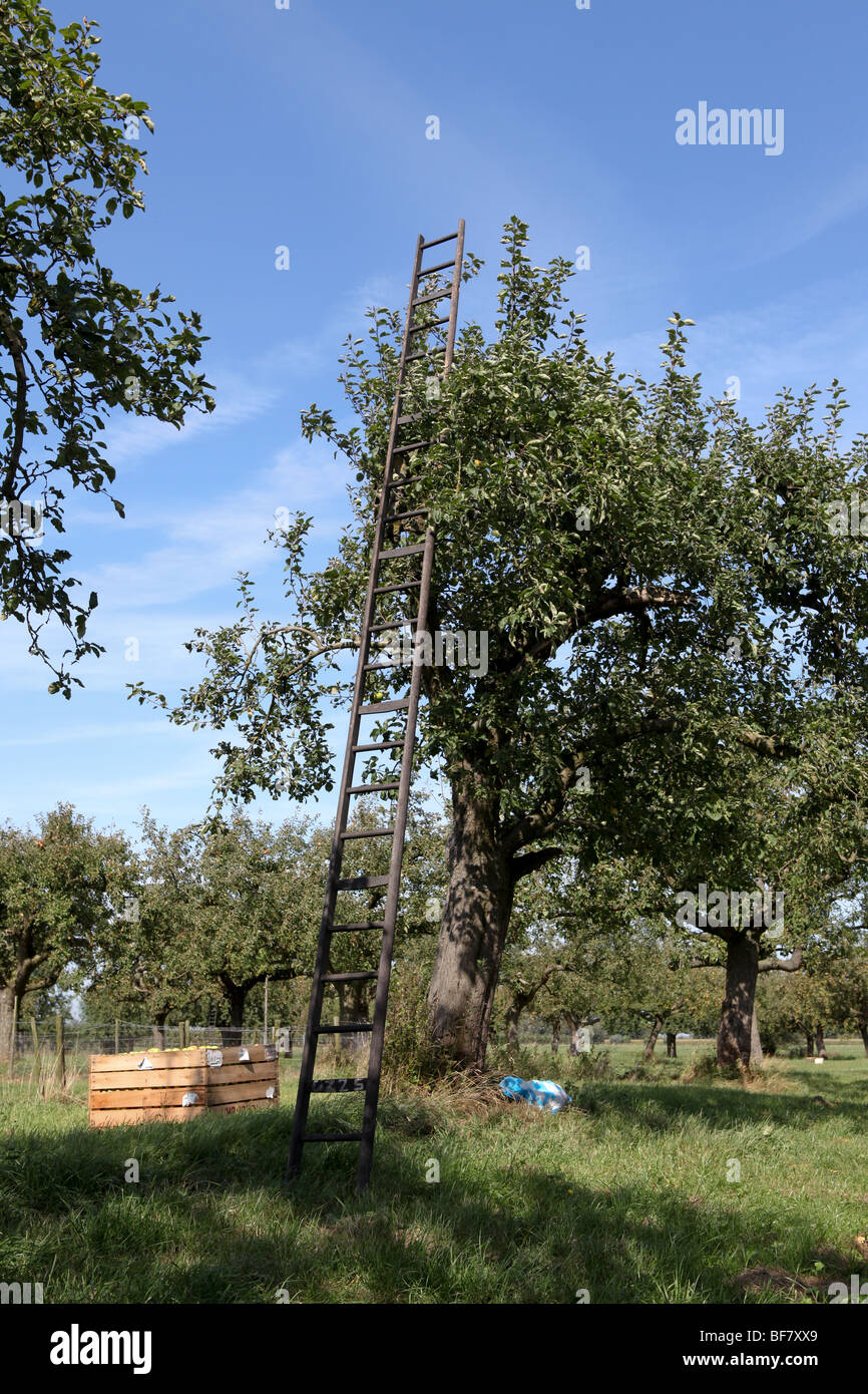 orchard with appletree and ladder Stock Photo - Alamy