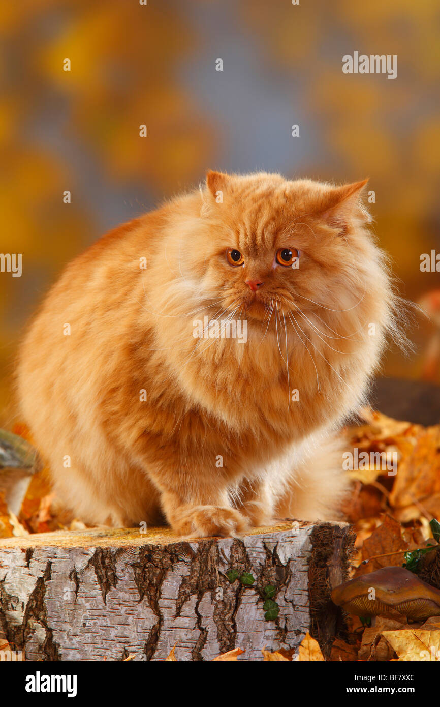 British Longhair Cat, tomcat / Highlander, Lowlander, Britanica, afraid Stock Photo