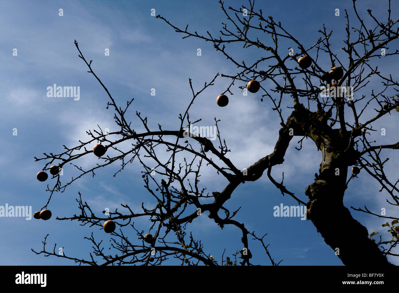 dead apple tree Stock Photo Alamy