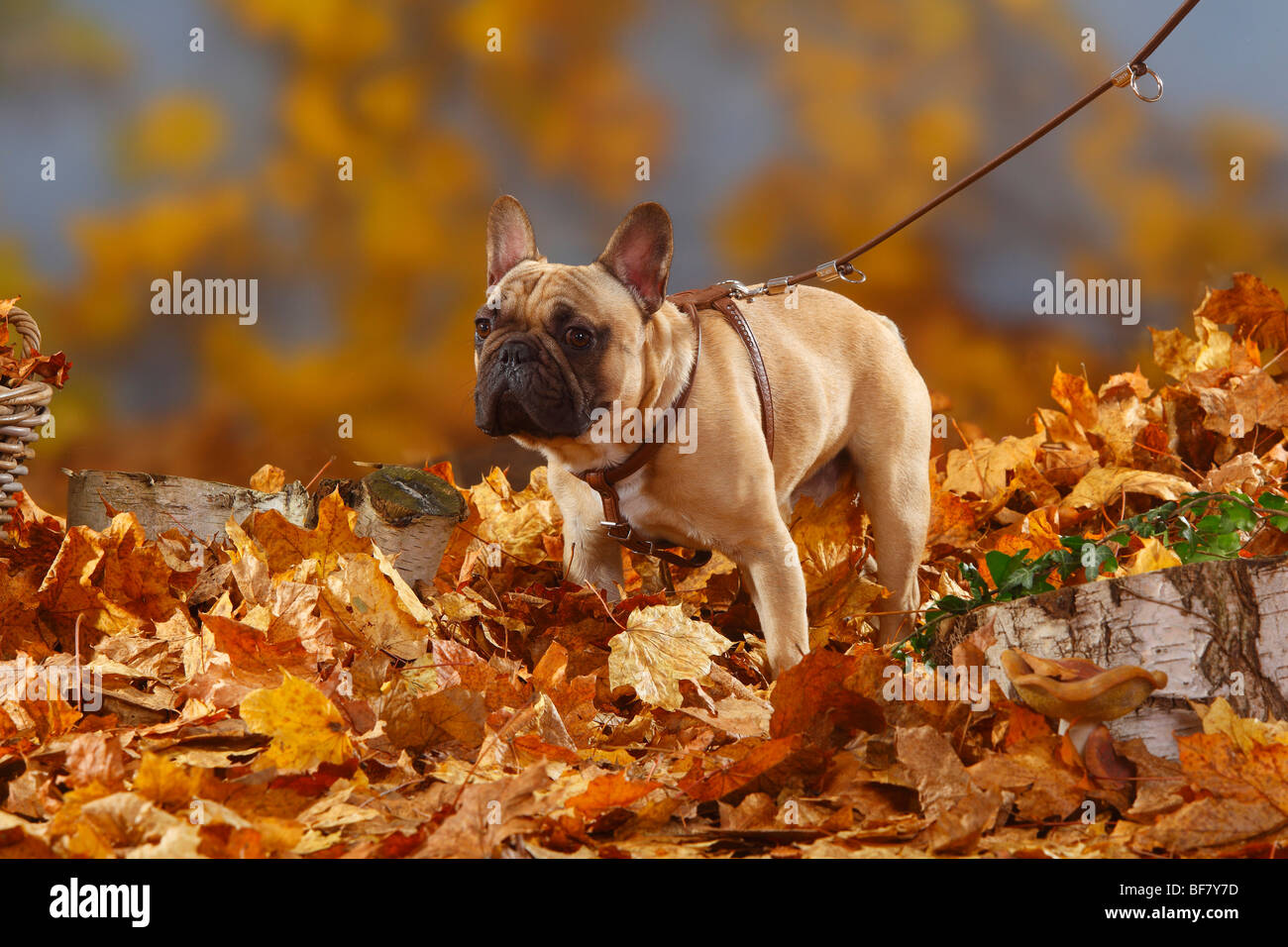 French Bulldog / harness, leash, autumn foliage Stock Photo