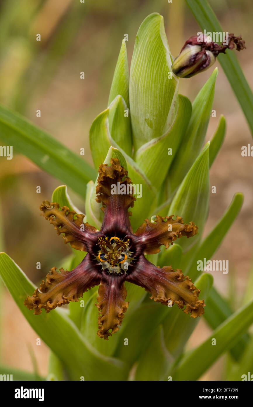An unusual iris-relative, Ferraria crispa, in the Cederberg Mountains, South Africa Stock Photo