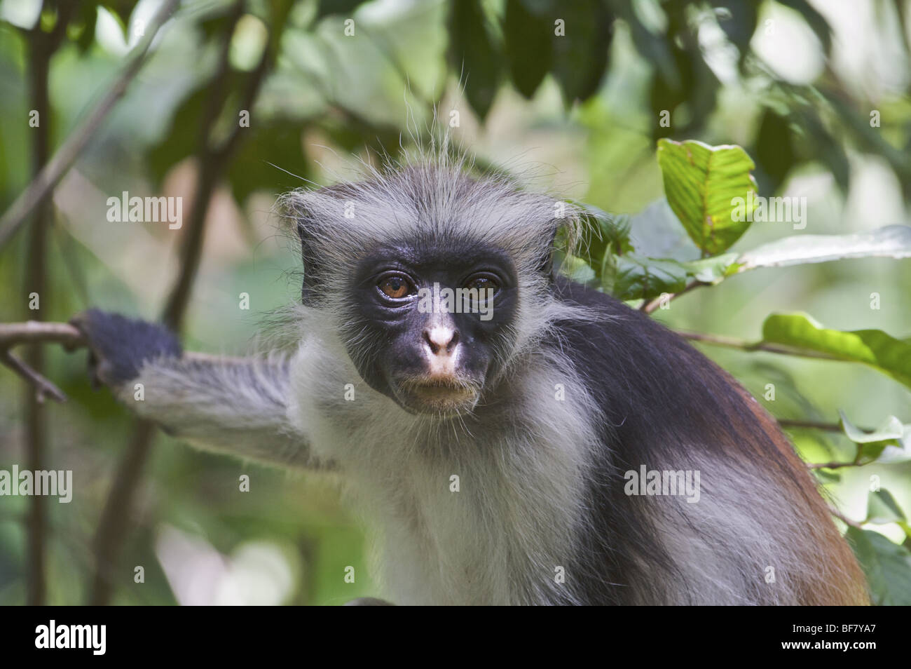 Image of african monkey hi-res stock photography and images - Alamy