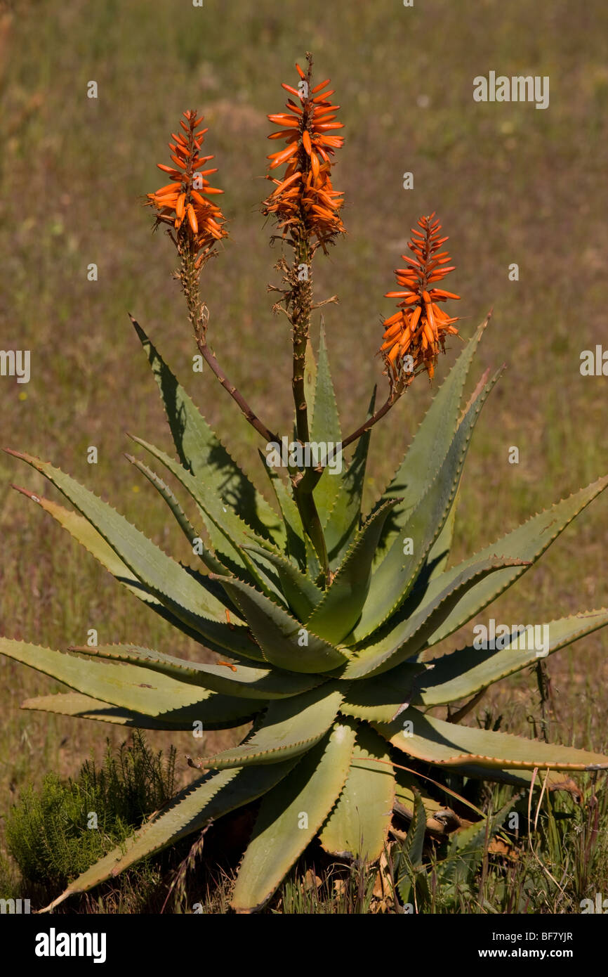 Bitter Aloe or Red Aloe, Aloe ferox, - a source of cosmetic materials - growing wild in South Africa Stock Photo