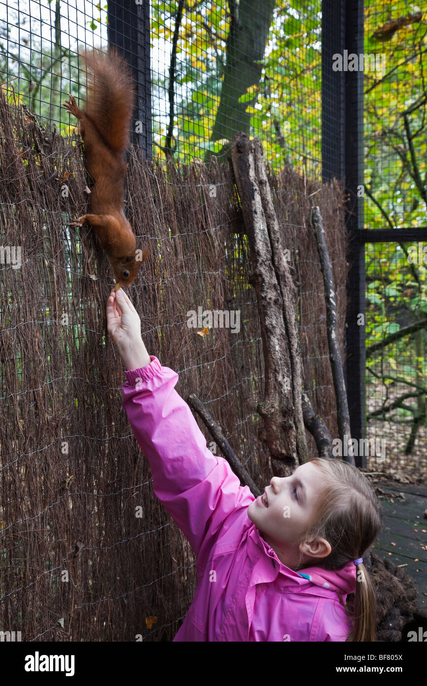 Girl feeding a red squirrel during her 'junior keeper for the day' experience at the Lakeland Wildlife Oasis in Cumbria. Stock Photo