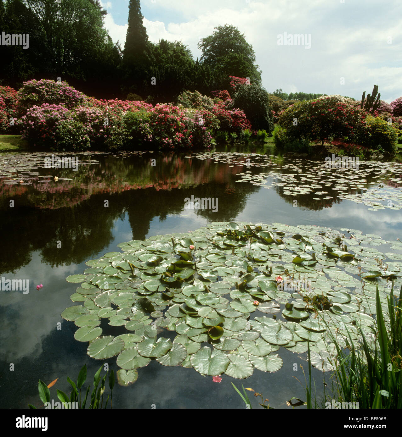 UK, England, Staffordshire, Biddulph Grange Gardens Rhododenrons in