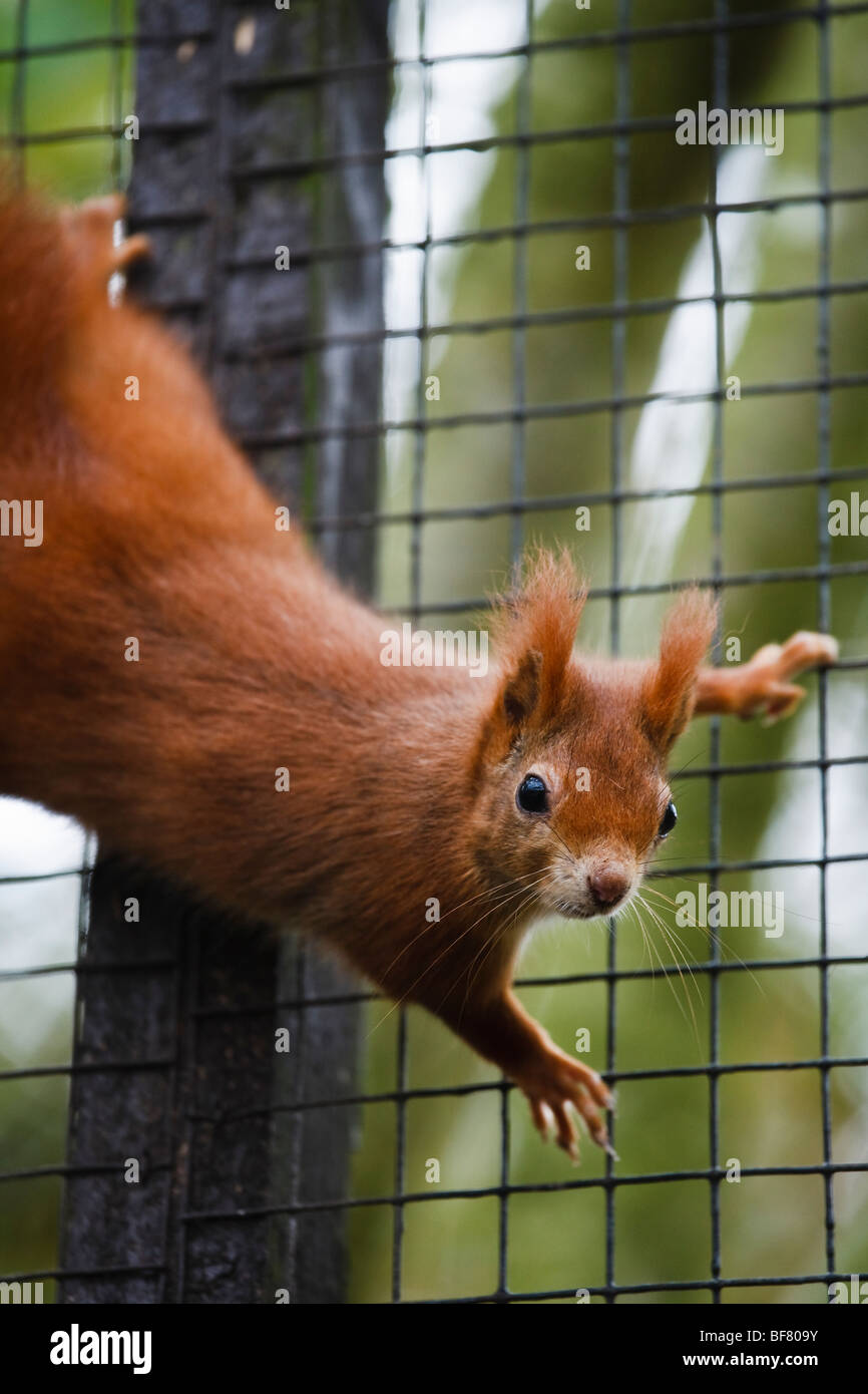 British english captive red squirrel in captivity hires stock