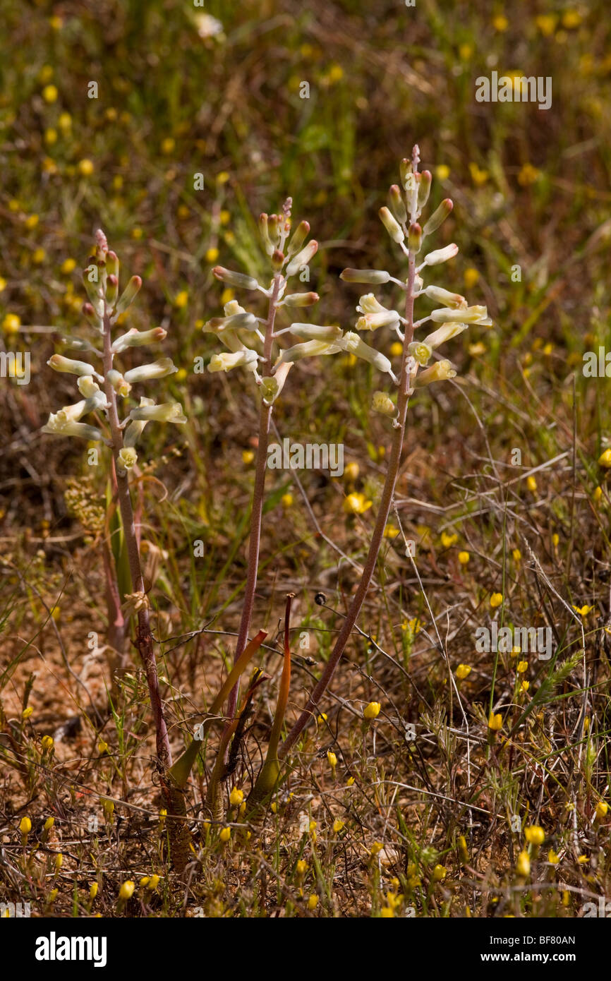 A small bulbous plant, Lachenalia unifolia, Cederberg, South Africa Stock Photo