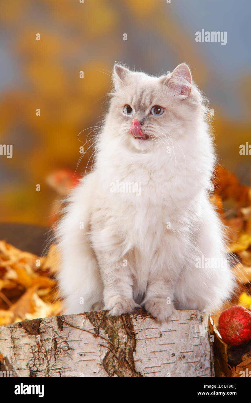 British Longhair Cat, bluesilvertabbypoint / Highlander, Lowlander