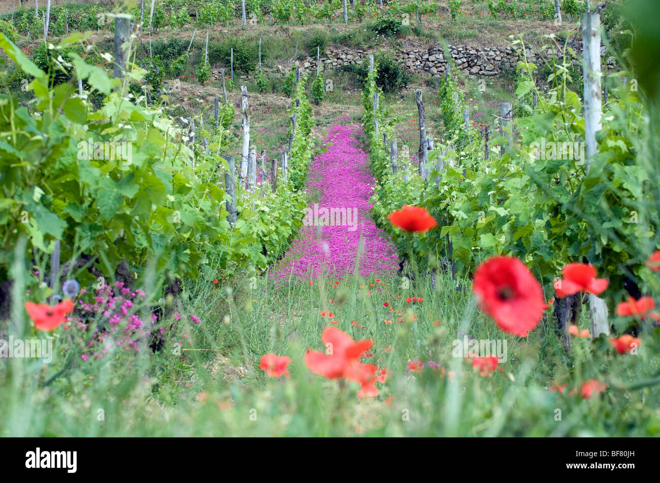 Cornas (07) : the vineyards Stock Photo