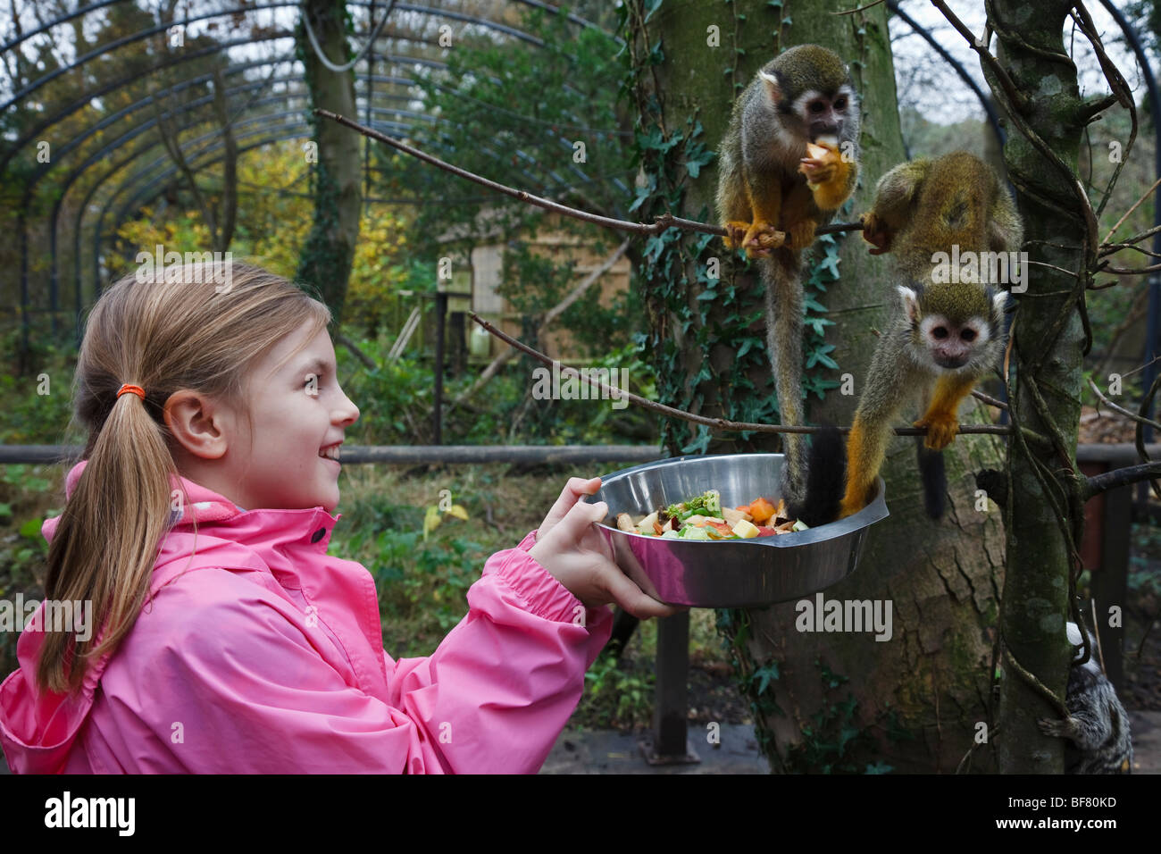 Girl feeding squirrel monkeys during her 'junior keeper for the day' experience at the Lakeland Wildlife Oasis in Cumbria. Stock Photo