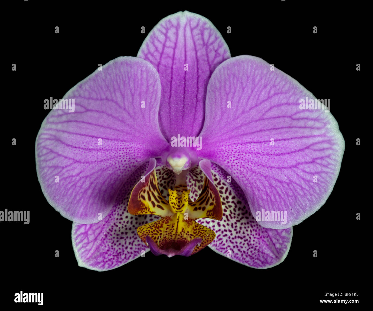 Pink Phalaenopsis Orchid (Moth Orchid) Stock Photo