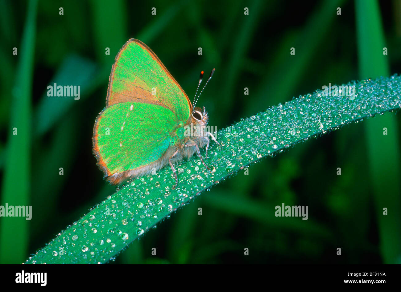 Green Hairstreak Butterfly, Callophrys rubi. On stem full of dew Stock Photo