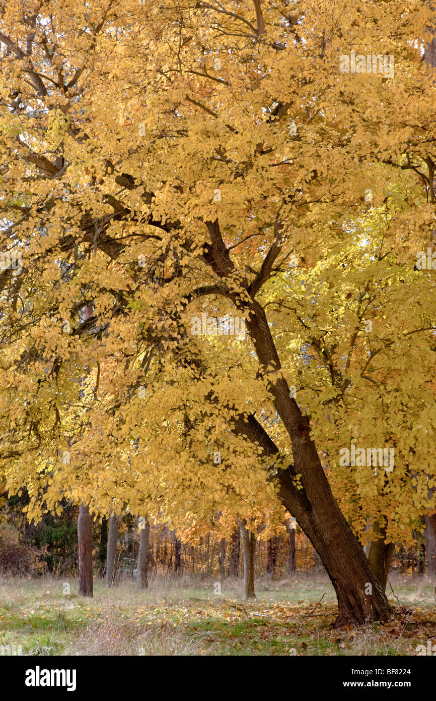 Autumn colors on beautiful American Basswood tree in the Cuyahoga Valley National Park. Stock Photo