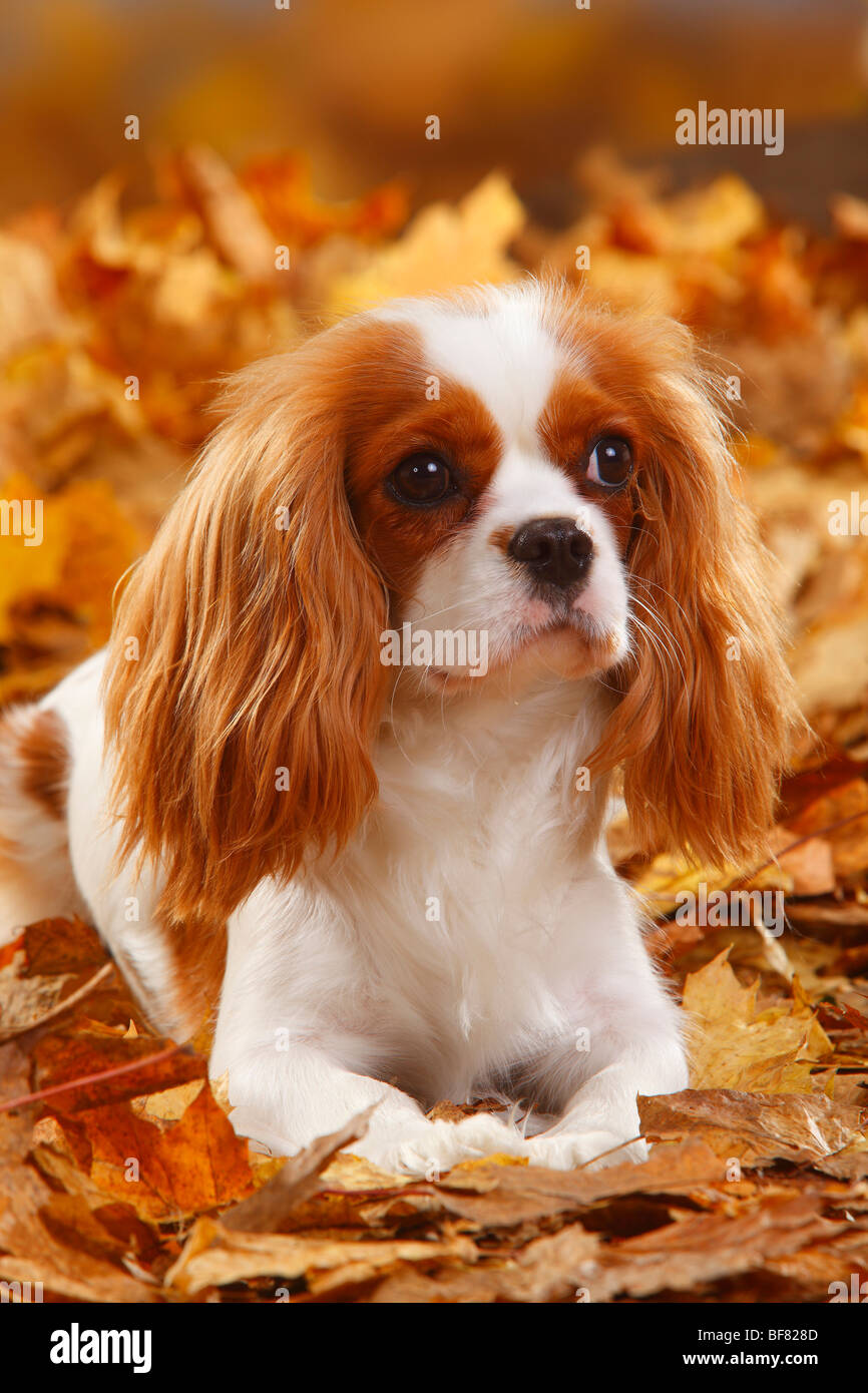 Cavalier King Charles Spaniel, blenheim Stock Photo Alamy