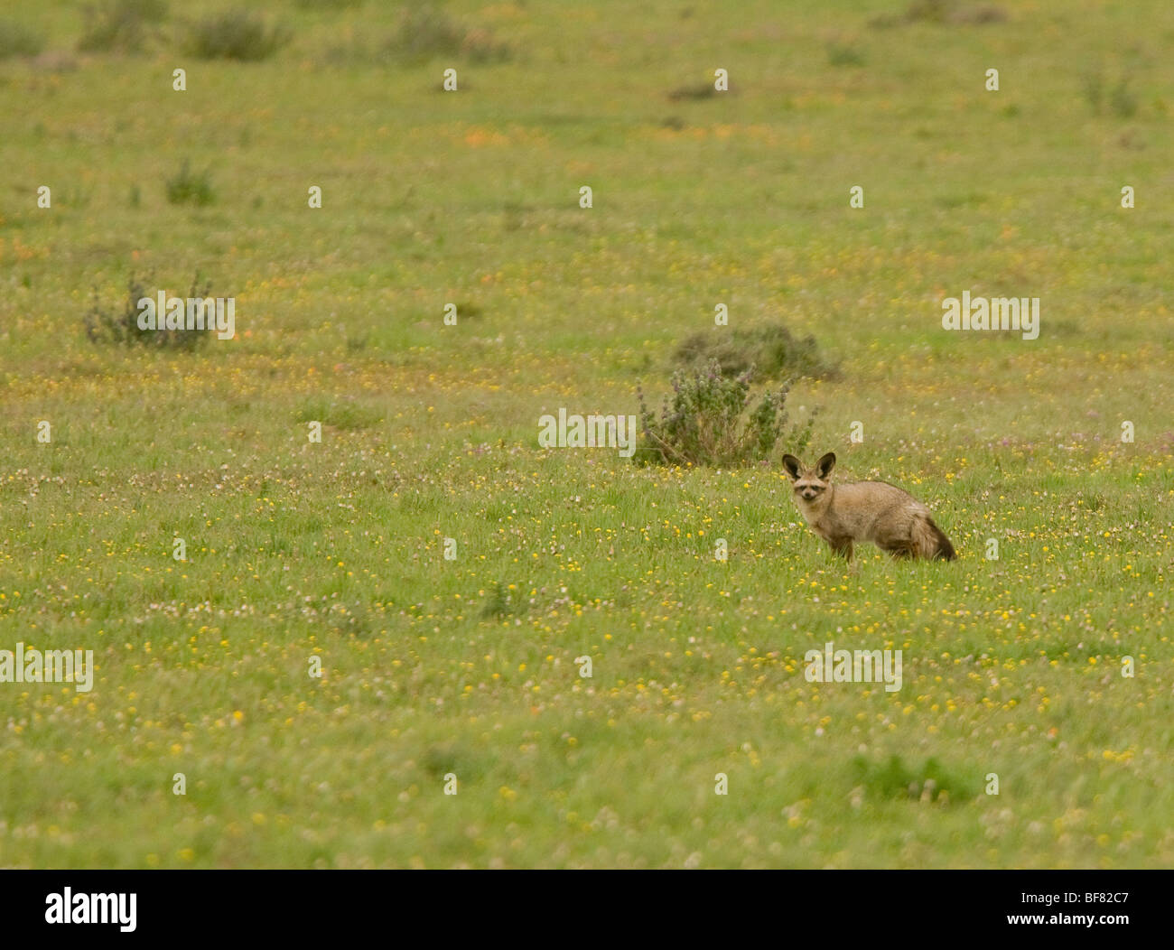 Bat-Eared Fox Otocyon megalotis in the Postberg reserve, South Africa Stock Photo