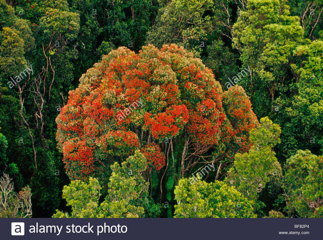 Rata Stock Photos & Rata Stock Images Alamy