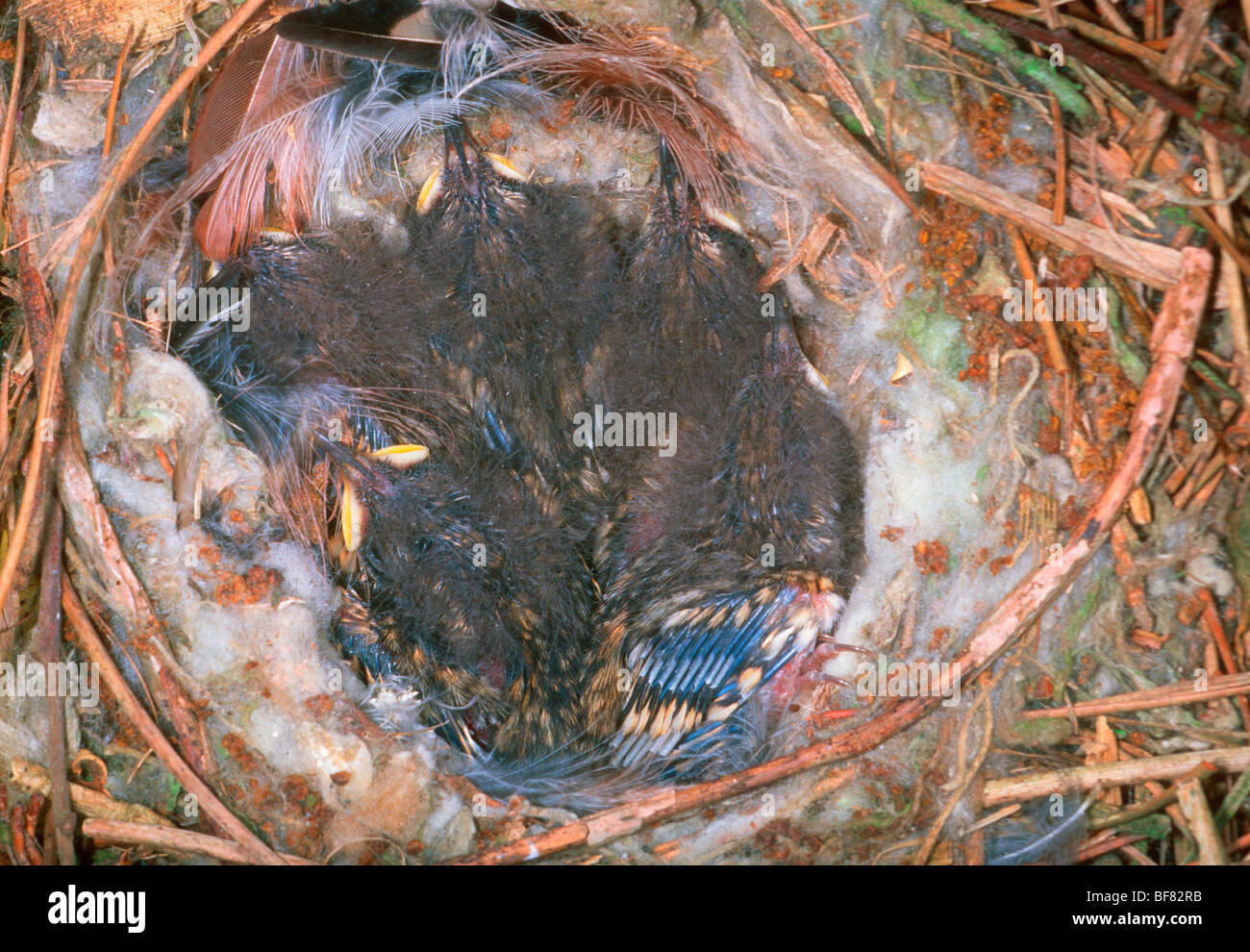 Short-toed Treee Creepers, Certhia brachydactyla. Five chicks in a nest Stock Photo