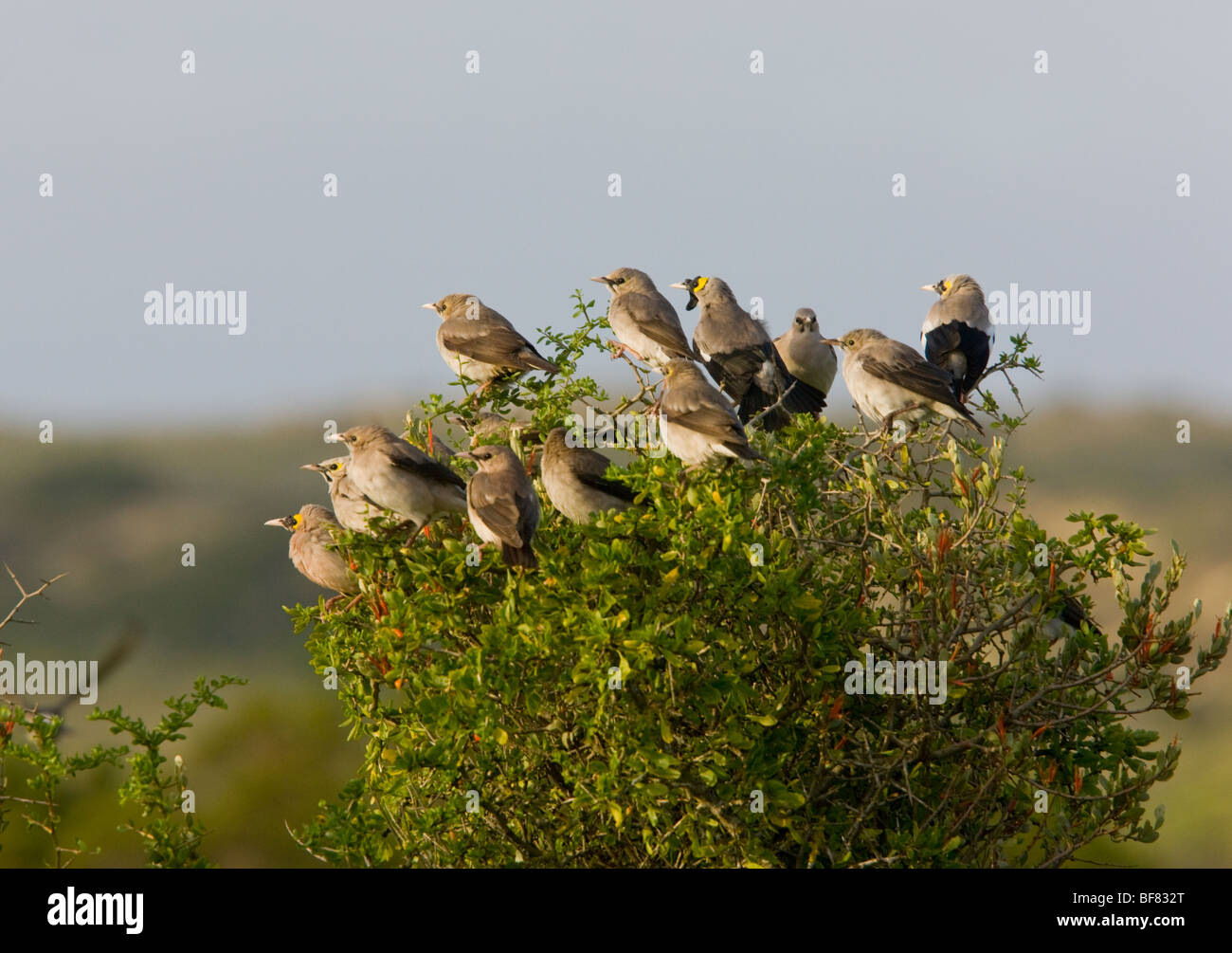 Flock of Wattled Starlings Creatophora cinerea, on bush; west coast, South Africa Stock Photo