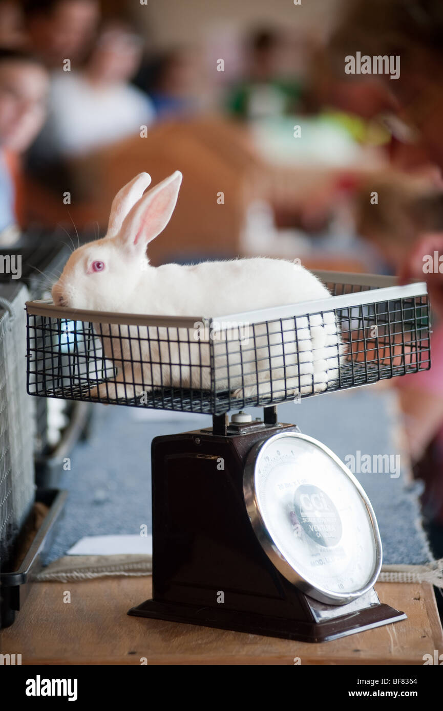 Meat rabbit on scale at State Fair Stock Photo Alamy