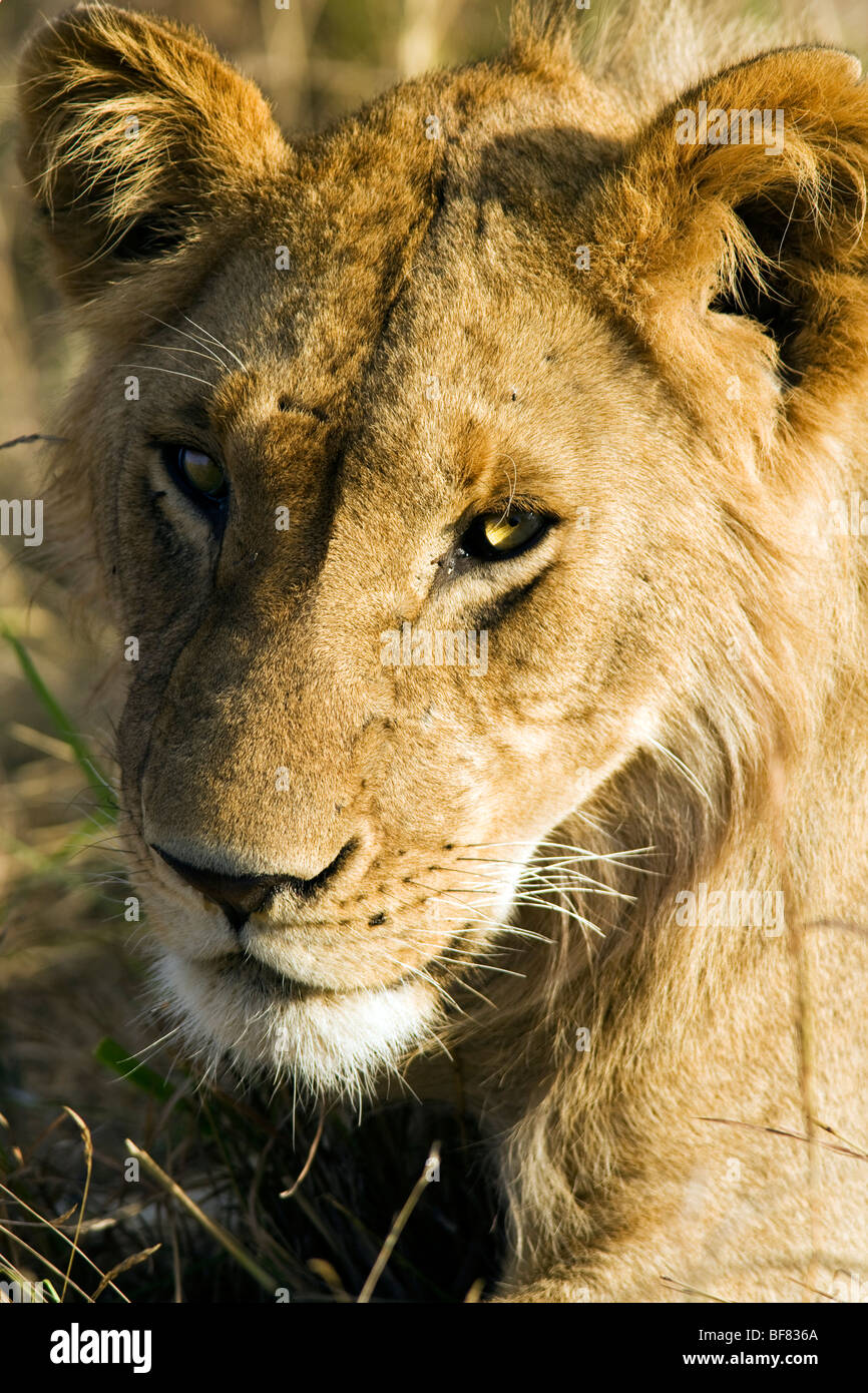 Face of Young Lion - Masai Mara National Reserve, Kenya Stock Photo