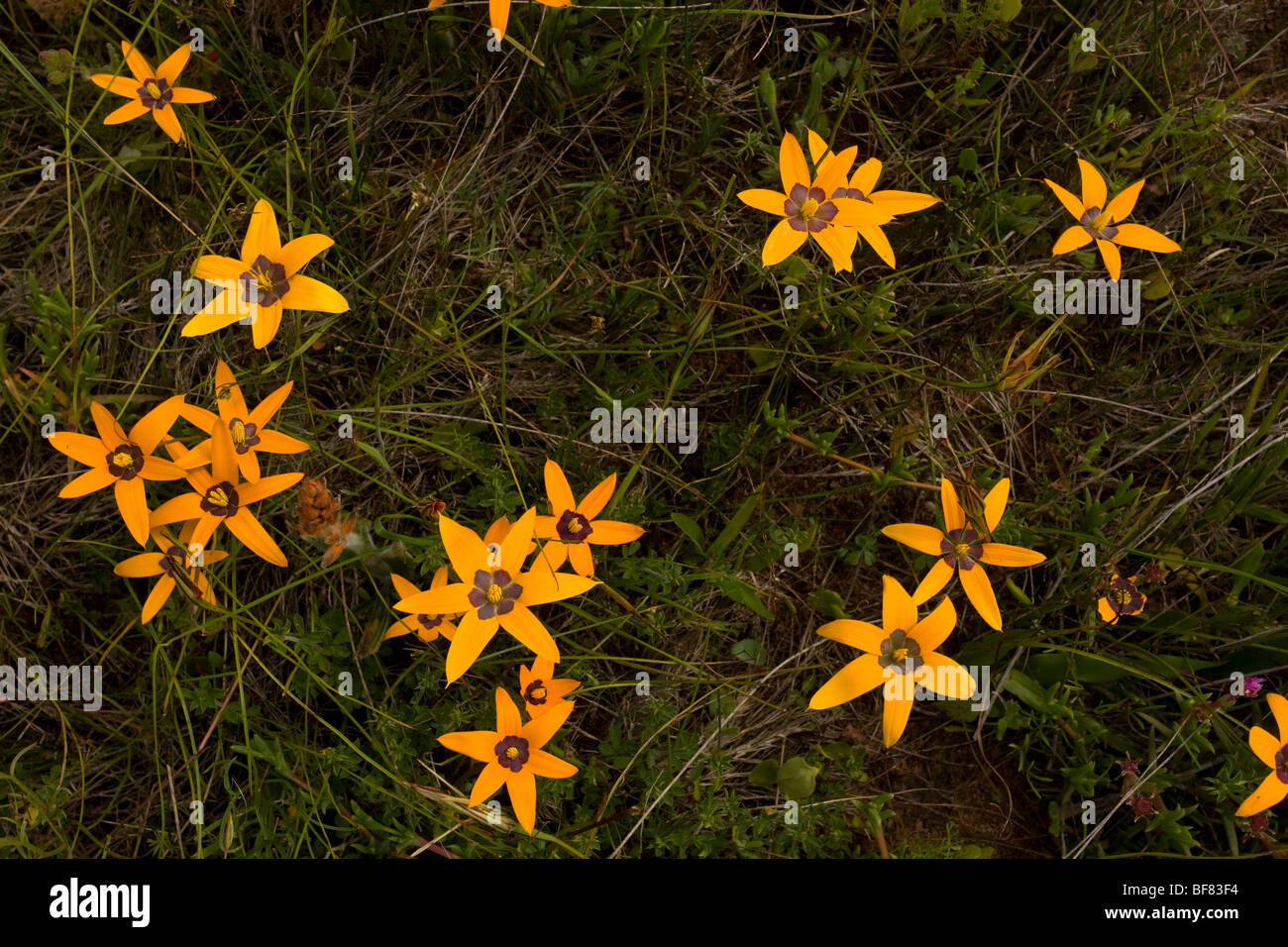 Cape Stars, Spiloxene canaliculata, on Tienie Versfeld reserve, South Africa Stock Photo
