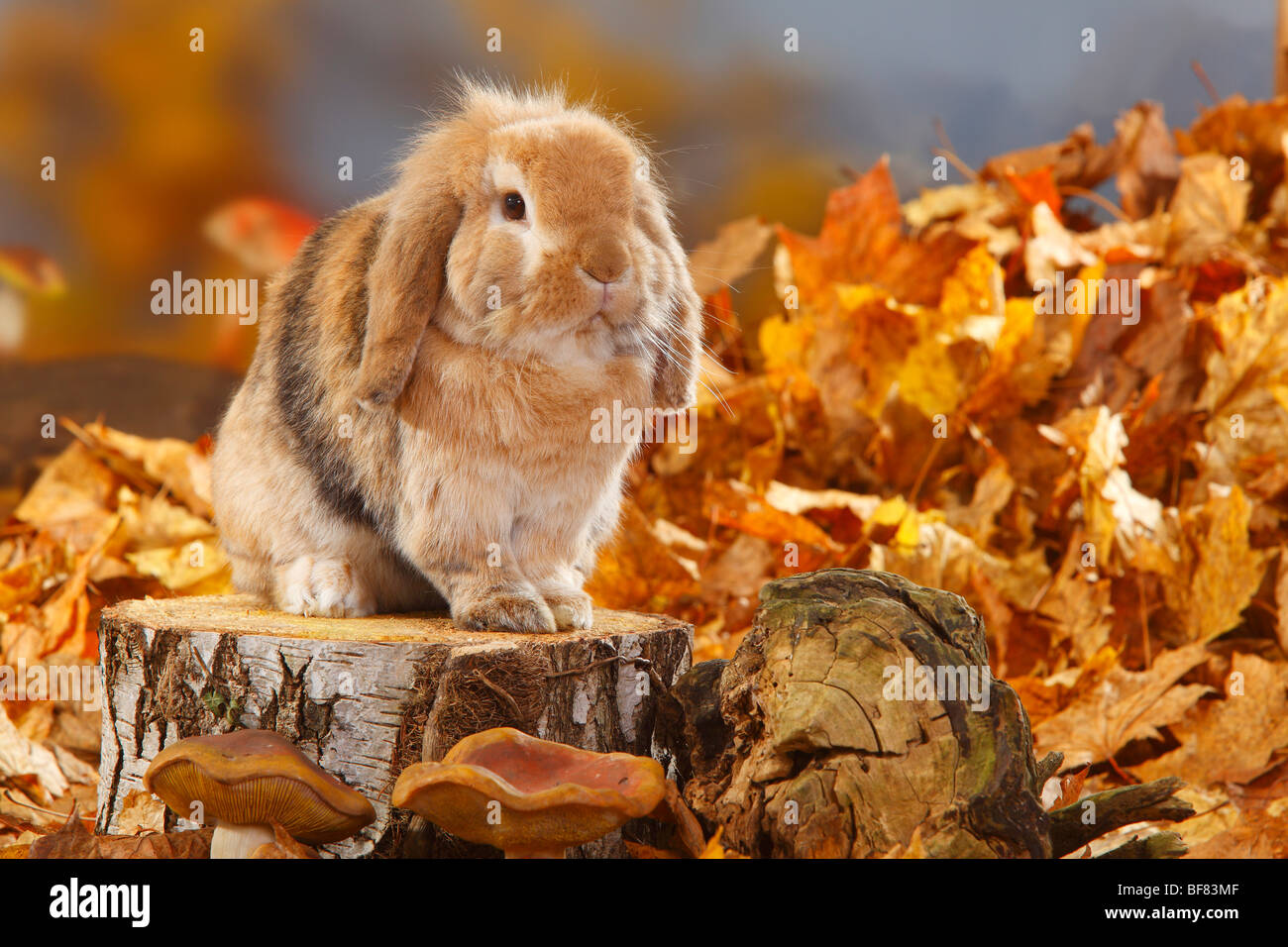 Lop-eared Dwarf Rabbit / Domestic Rabbit Stock Photo