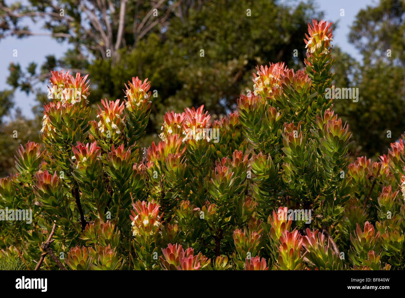 One of the Pagoda bushes, Mimetes cucullatus, Fynbos, Western Cape, South Africa Stock Photo