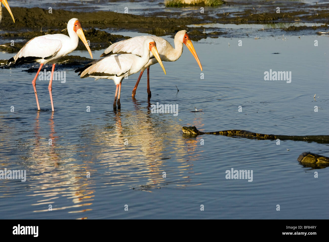 African Rock Python and Yellow-Billed Storks - Lake Nakuru National Park, Kenya Stock Photo