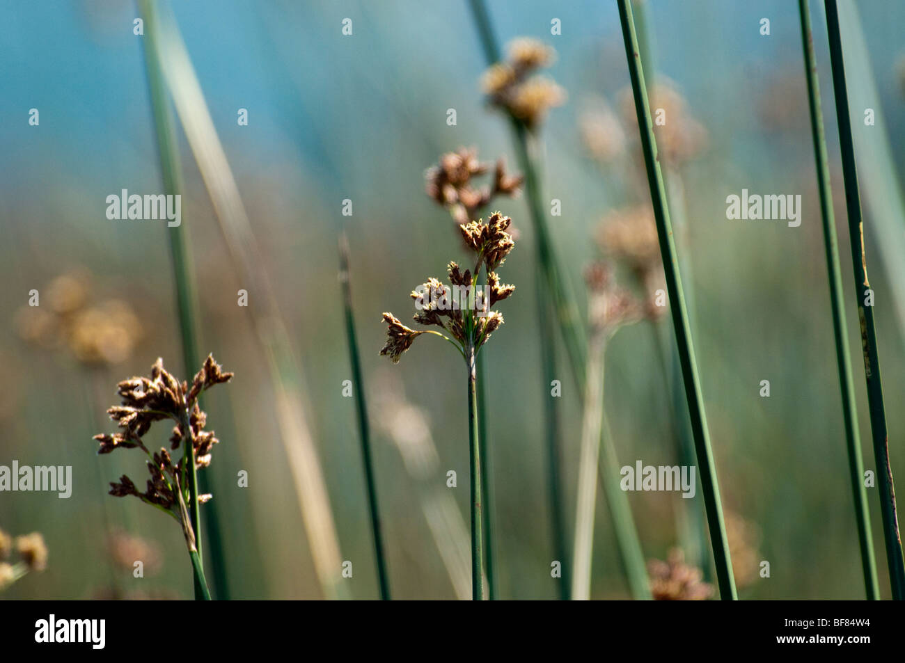 Cyperaceae is a family of monocot flowering plants known as sedges Stock Photo
