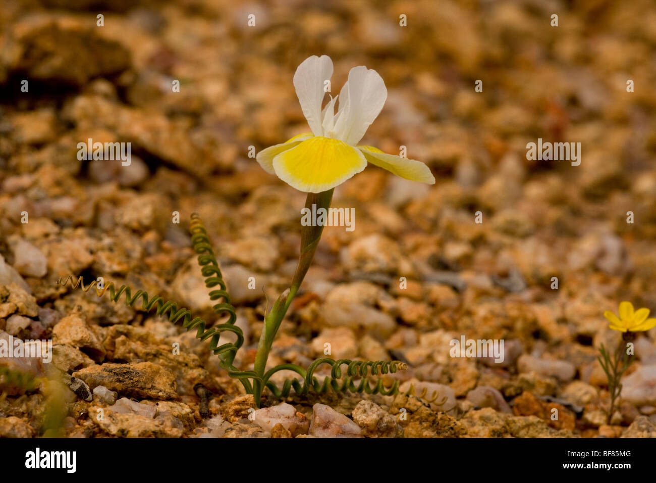 A dwarf spiral-leaved Iris Moraea serpentina; Namaqua desert, South Africa Stock Photo