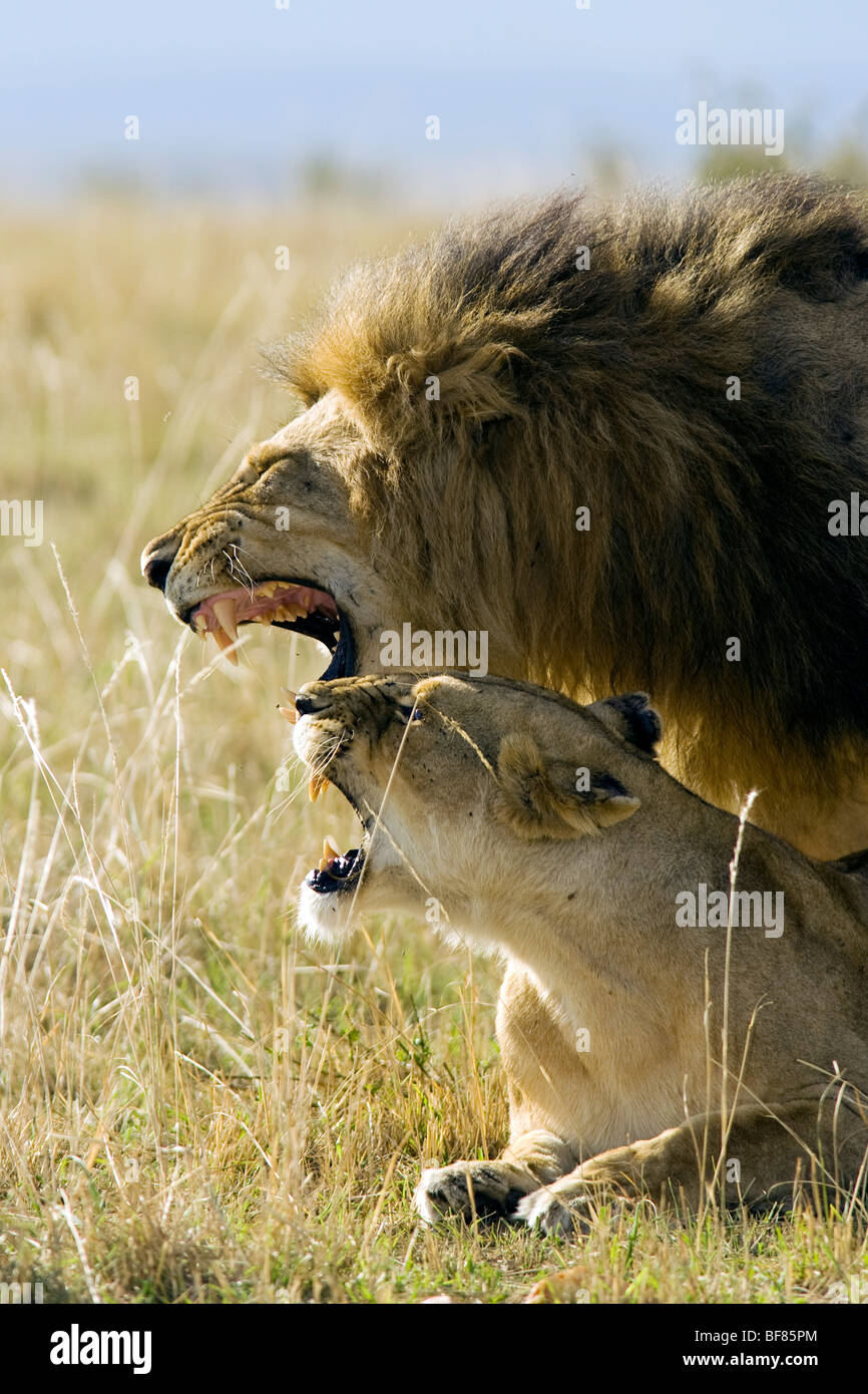 Lion couple mating - Masai Mara National Reserve, Kenya Stock Photo - Alamy